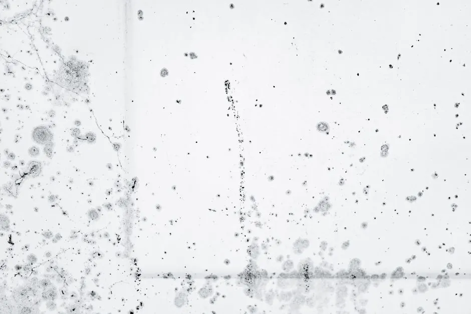 Mold Remediation you can count on
